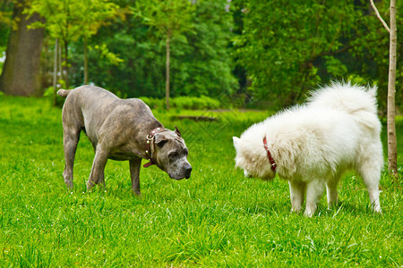 在绿草坪上玩乐的西班牙斗牛犬宠物走图片