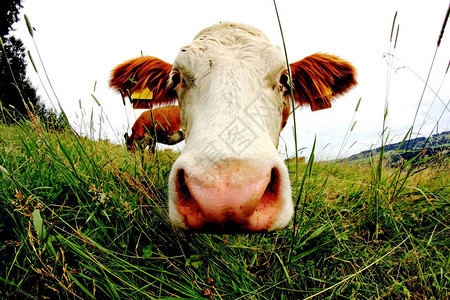 牧场中好奇的西门塔尔牛头部的广角视图图片