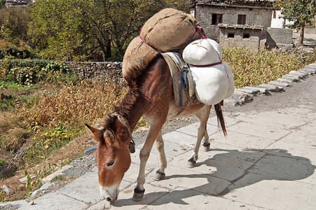 驴子在尼泊尔Marpha村图片