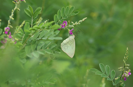 花上斑驳的移民蝴蝶图片