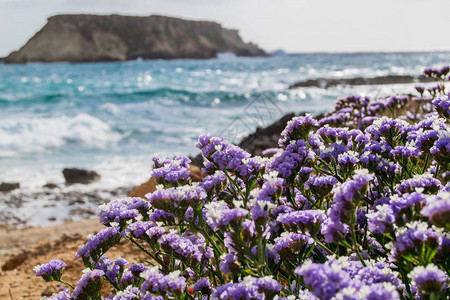 塞浦路斯海滩上的野花图片
