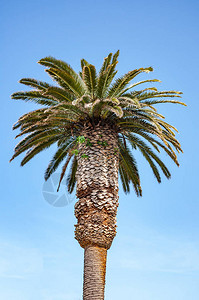 关闭自然中的棕榈树蓝色图片