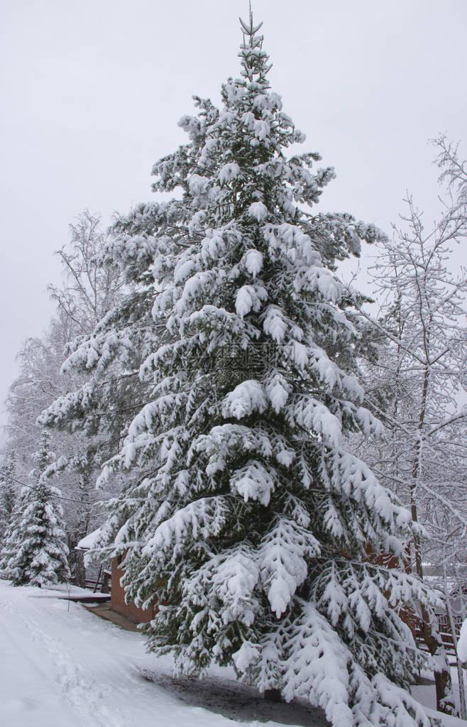 突然间下了一场大雪覆盖了树木图片