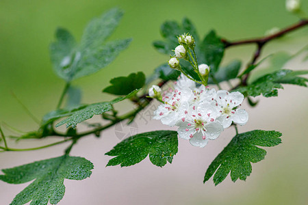 山谷中美丽的春花百合花紧闭图片