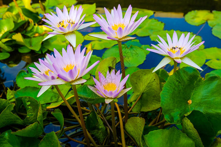 池塘公园五颜六色的睡莲群荷花图片
