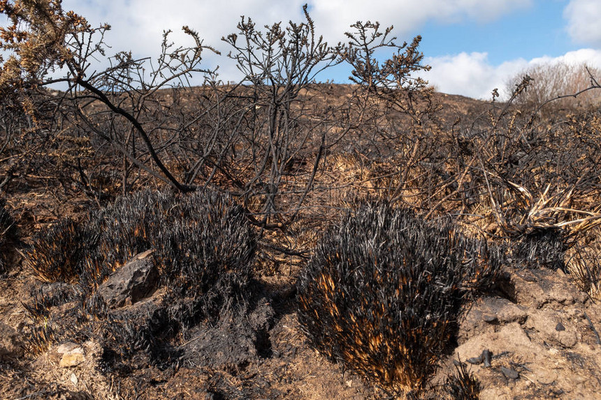 一片被烧焦的田地在灌木丛火灾后发黑图片