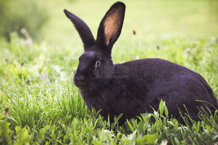 黑兔吃新鲜的绿草图片