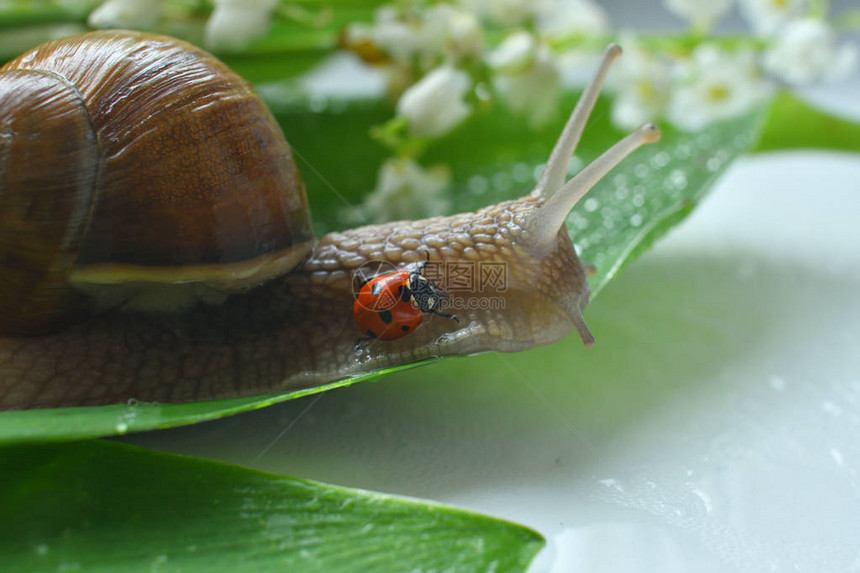 大蜗牛爬在一片露水的叶子上图片