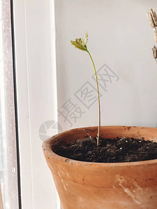 生长在室内陶罐的新橡树重新造林概念橡树茎上新鲜的新叶图片