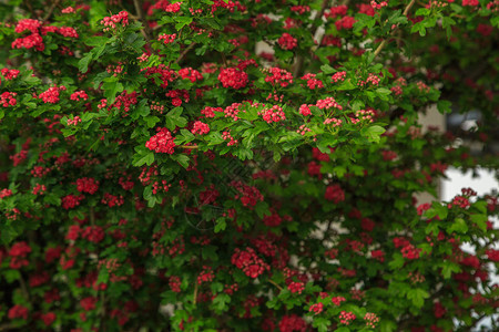 树上红色花朵紧贴图片