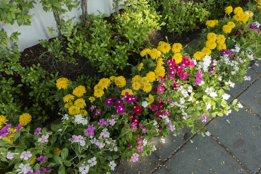 花园里生长着动物植这些植物都图片