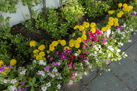 花园里生长着动物植这些植物都高清图片