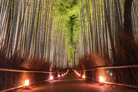 日本京都阿拉希山的天然竹林青山竹林之夜图片