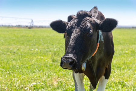霍斯丁奶牛的肖像培植弗瑞西安图片