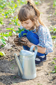 花园里的幼苗和浇水植物图片