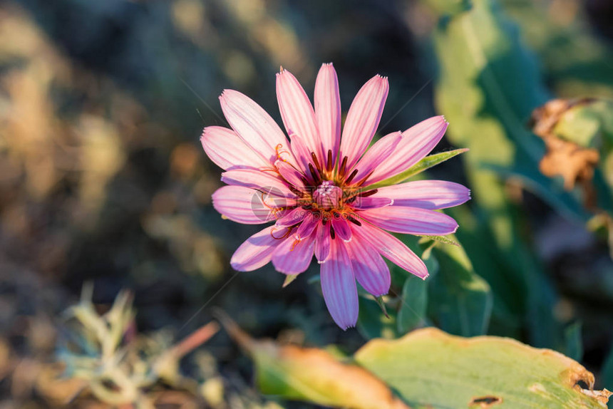 自然界中的Tragopogonmarginifolius的特写美丽的粉红色花朵图片