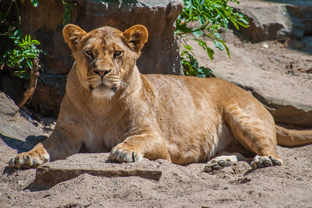 一个休息的母狮豹列看图片