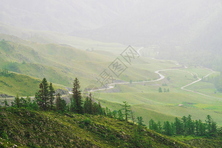 山区蜿蜒道路背景上的针叶树图片