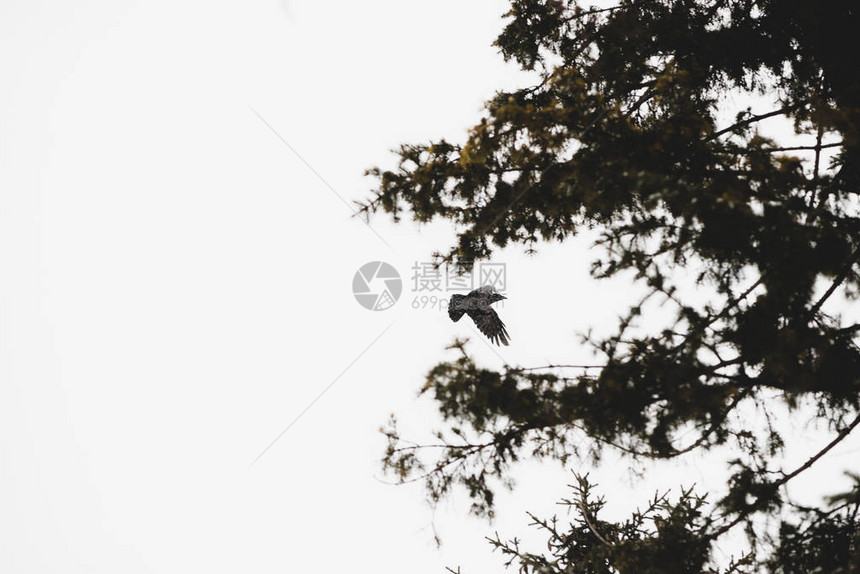 黑乌鸦在狩猎时在云杉背景上飞行带有复制空间的针叶树上方灰色天空中黑乌鸦的大气景观掠食鸟类在冬图片