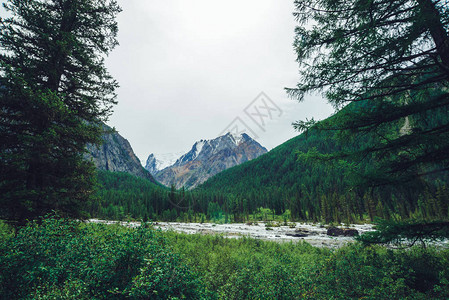 在针叶树后面的山溪对着巨大的溪流中的水流高原植被丰富图片