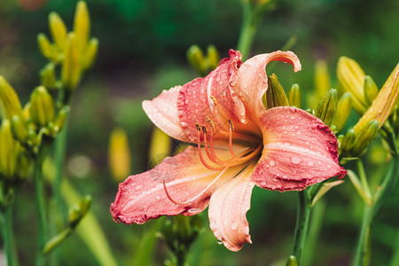 宏中美丽的开花萱草惊人的湿盛开的粉红色花朵特写在五颜六色的黄花菜的雨滴大黄色雄蕊和雌蕊带露珠的粉红色花朵背景图片