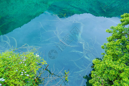 九寨沟底部的湖泊和枯树九寨沟自然风景区内的景色枯树在下面呈干白色图片