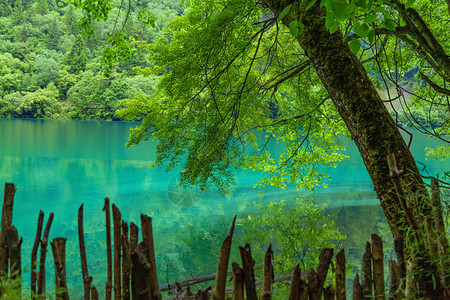 九寨沟湖与林木九寨沟是著名的自然风景区森林茂密图片