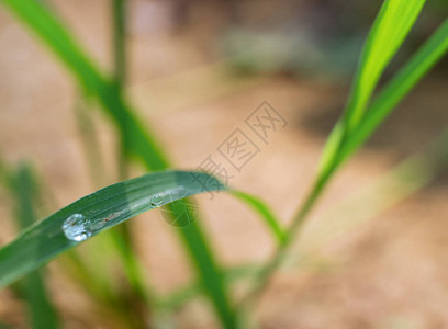 有许多绿色植物棕褐色的土地充满生机植物的长叶图片