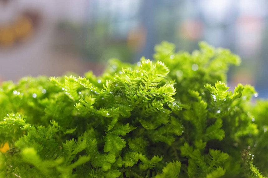 绿色植物感觉清新绿色会有凉爽的感觉绿色蕨类植物叶和树枝纹图片