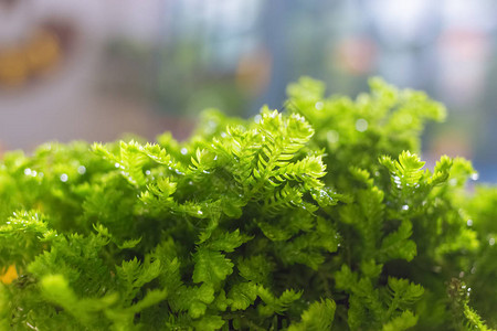 绿色植物感觉清新绿色会有凉爽的感觉绿色蕨类植物叶和树枝纹背景图片