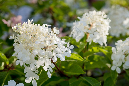 叶面喷施红白的AnnabelleHydrangeaarborescens背景