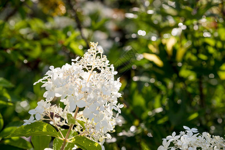 叶面喷施红白的AnnabelleHydrangeaarborescens背景