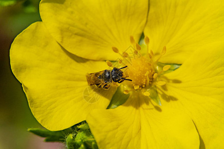 小蜜蜂收集花粉在黄图片