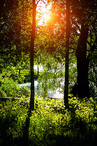 湖和树近景图片