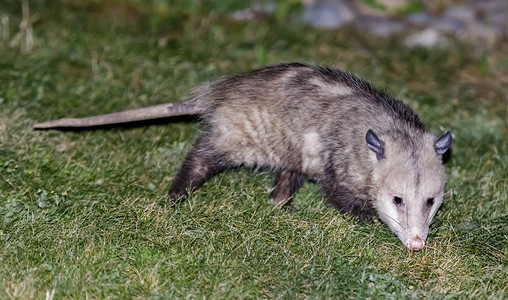 北美OpossumVirginiaOpossum在美国加利福尼亚州SantaClara县的住宅房图片