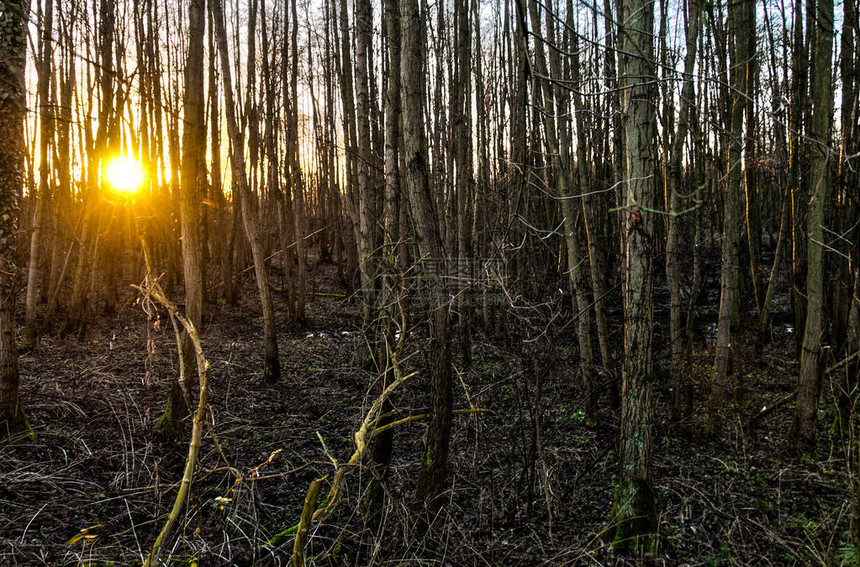 夕阳正穿过东佛兰德斯的一片森林图片