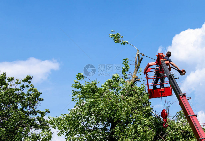 在一棵旧大树枝间架设机械椅子吊车的平台上图片