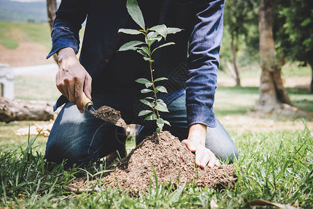 年轻人的手在花园里种植幼苗和长成土壤的树木图片