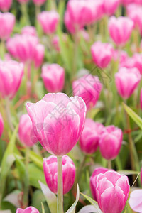 粉红色郁金香花园郁金花图片