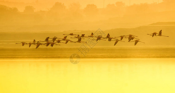 日出时在湖中飞翔的火烈鸟图片