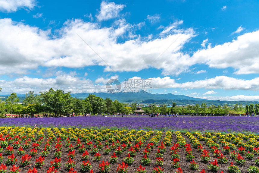 日本北海道富拉诺的托米塔农场有自然背景的夏日阳光明媚图片