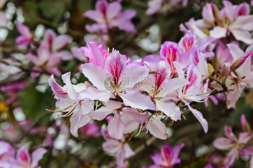 紫荆兰的春天开花图片