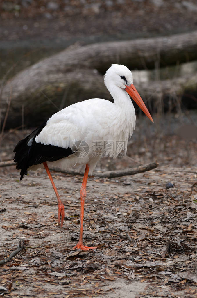 优雅的鸟白鹳秋季自然中的野生动物图片