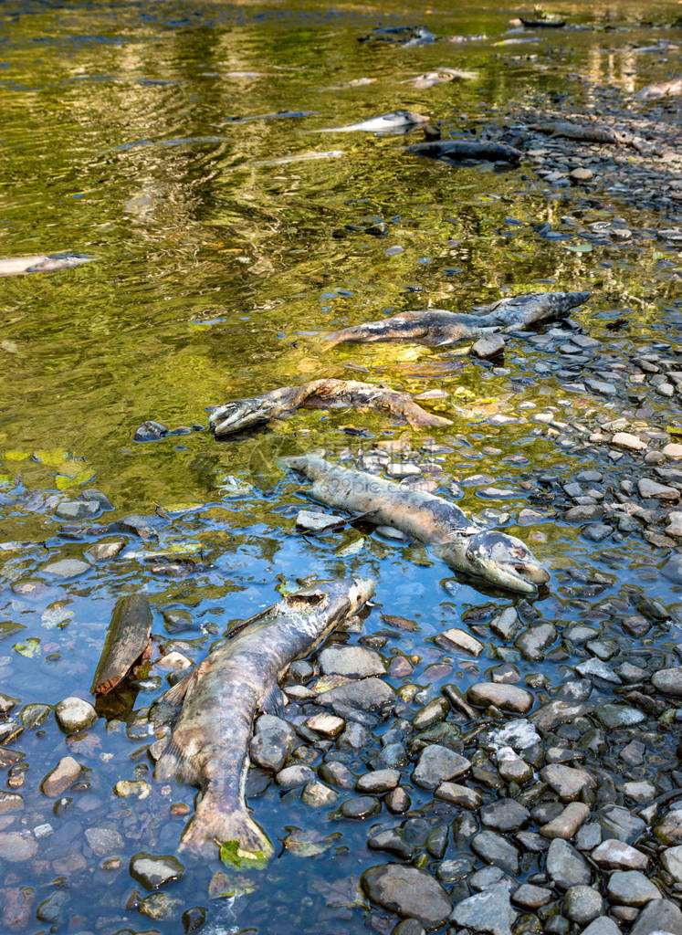 阿拉斯加Ketchikan溪的死Chinook图片