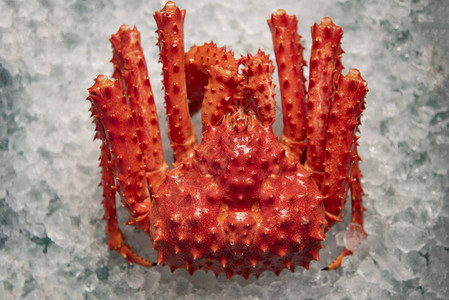 阿拉斯加帝王蟹在冰背景顶视图海鲜市场红蟹北海道图片