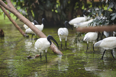 在池塘河中黑头的ibis澳大利亚白图片