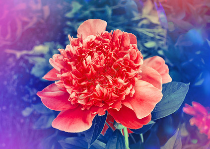 花园里的红牡丹红牡丹花的美丽景色草图片