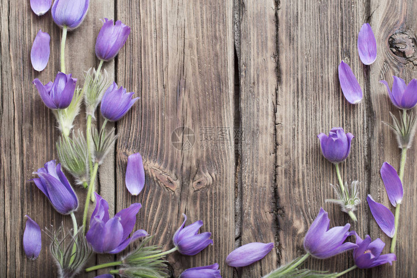 旧木背景上的春天紫色花朵图片