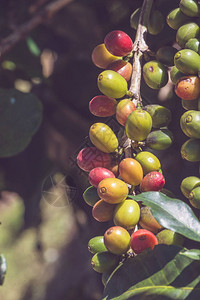 制浆咖啡树与咖啡种植园上的咖啡豆咖啡树花园花园背景