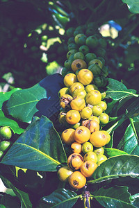 咖啡树与咖啡种植园上的咖啡豆黄色颜料的种类咖啡树花园花园图片